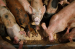 EPA considers tougher regulation of livestock farm pollution