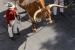 From Ralphie to Uga, live animal mascots inspire fans and create deep connections with their teams