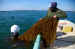 Planes and ships could run on kelp someday, but there are serious hurdles 